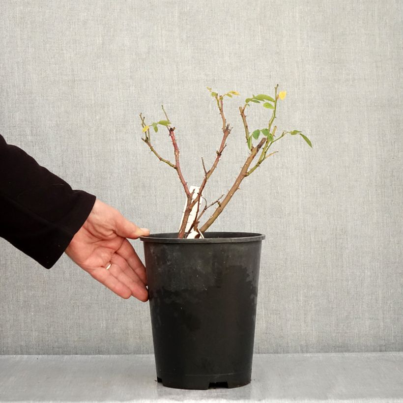 Rosa moschata Comtesse André dOultremont - Musk Rose 4L/5L pot sample as delivered in autumn