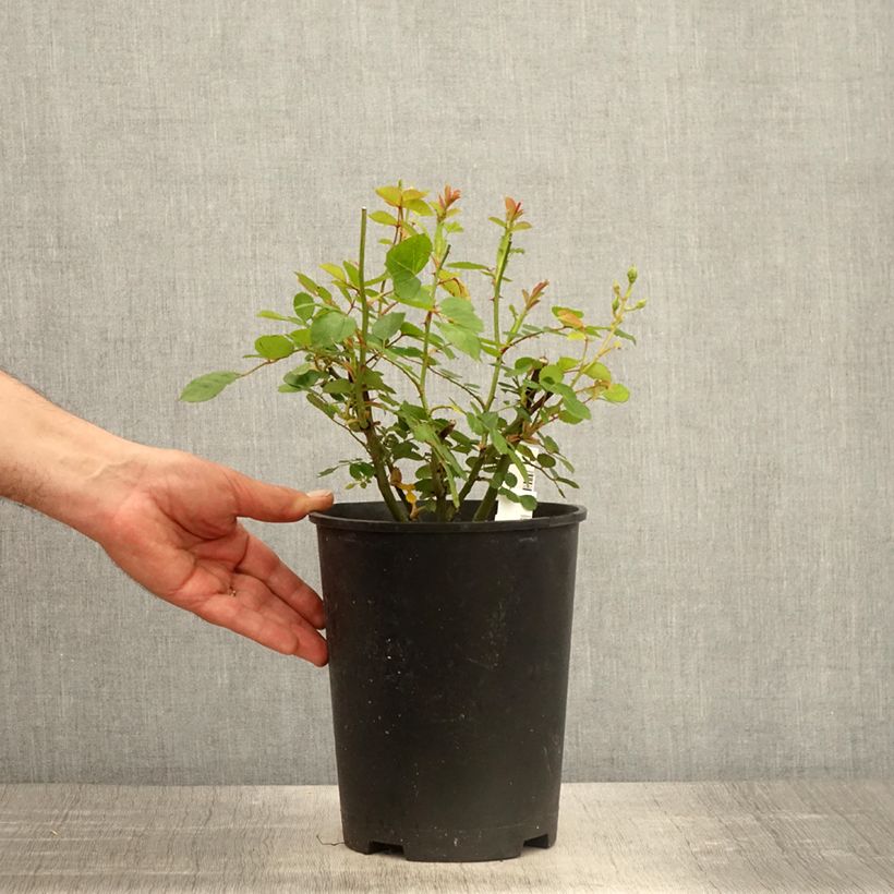 Rosa moschata Comtesse André dOultremont - Musk Rose 4L/5L pot sample as delivered in spring