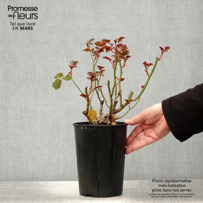 Rosa x floribunda Fantasia Coral Lions-Rose 'KORzwanlio' 3L/4L pot sample as delivered in spring