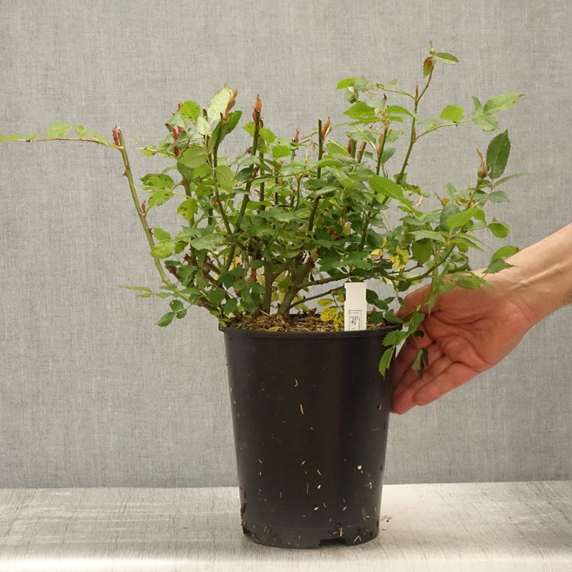 Rosa x floribunda Crème Chantilly  4L/5L pot sample as delivered in spring