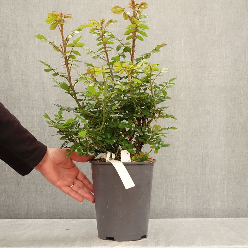Rosa x floribunda Don Pacello 'Pandocell' 4L/5L pot sample as delivered in spring