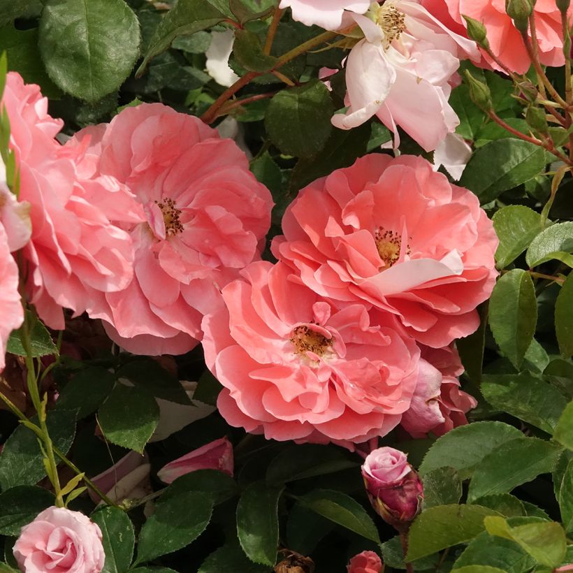 Rosa x floribunda 'Favorite' - Floribunda Rose (Flowering)