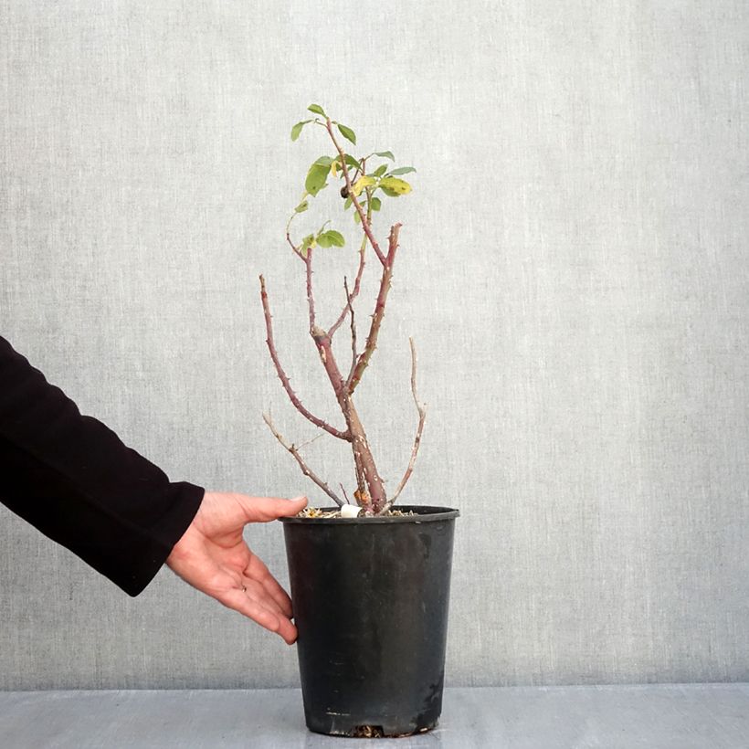 Rosa x floribunda Fizzy Lady 4L/5L pot sample as delivered in autumn