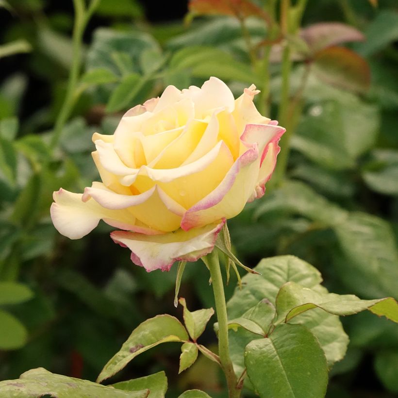 Rosa floribunda Flame Origami - Floribunda Rose (Flowering)