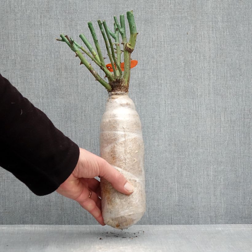 Rosa floribunda Flame Origami - Floribunda Rose Wrapped bare root sample as delivered in winter