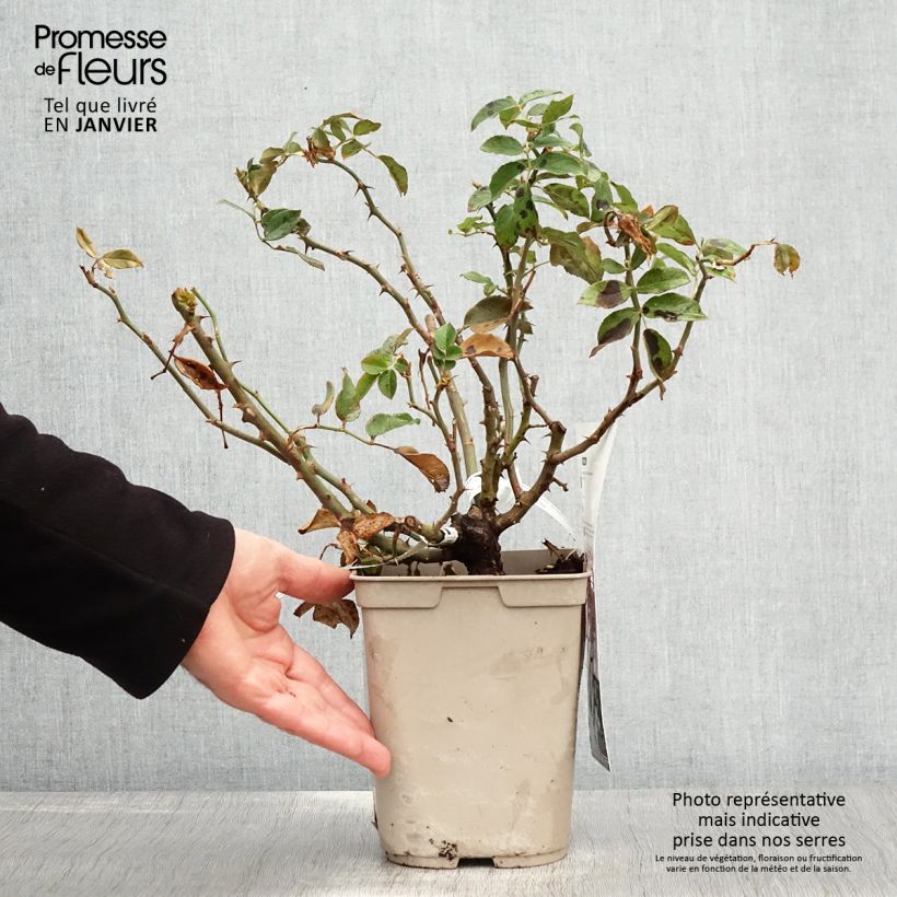Rosa x floribunda Folle Courtisane Delparfroni 4L/5L pot sample as delivered in winter
