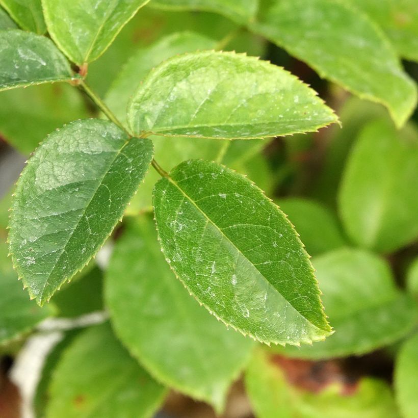 Rosa x floribunda Folle Courtisane Delparfroni (Foliage)