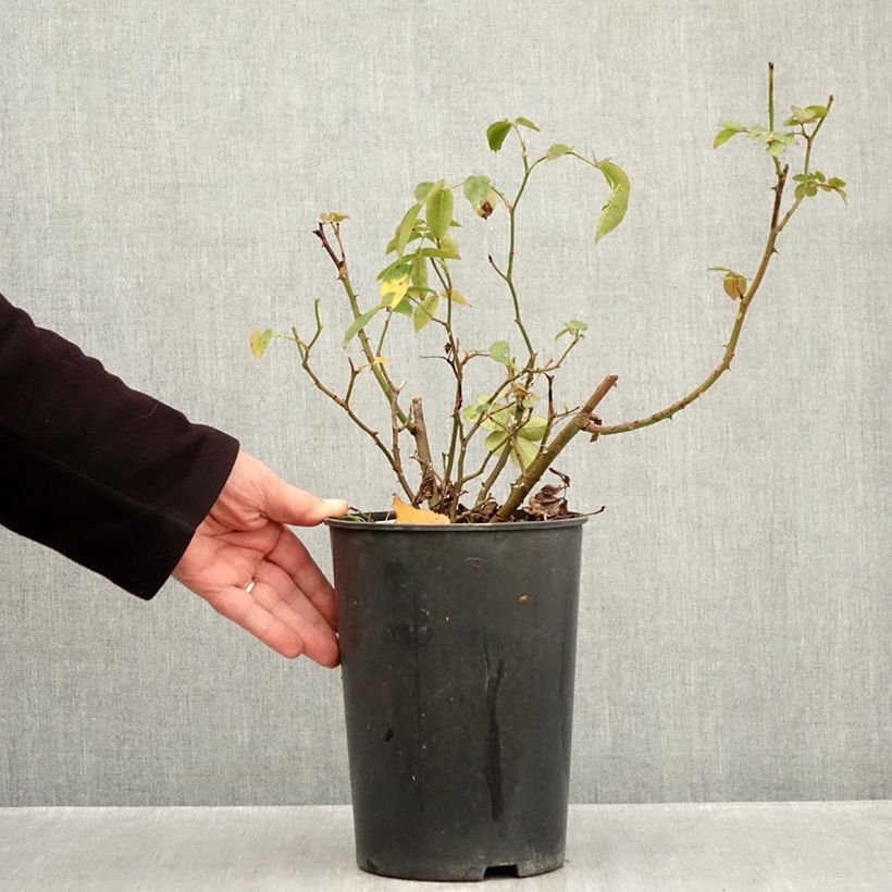 Rosa x floribunda - 'Folle Framboise' - Shrub Rose 4L/5L pot sample as delivered in autumn