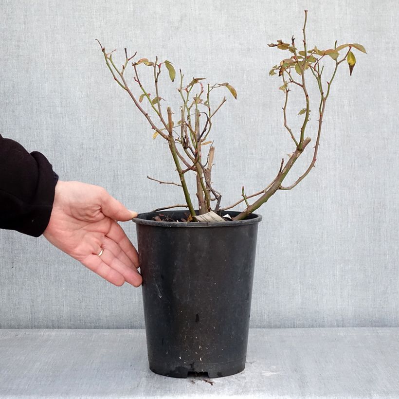 Rosa x floribunda - 'Folle Framboise' - Shrub Rose 4L/5L pot sample as delivered in winter