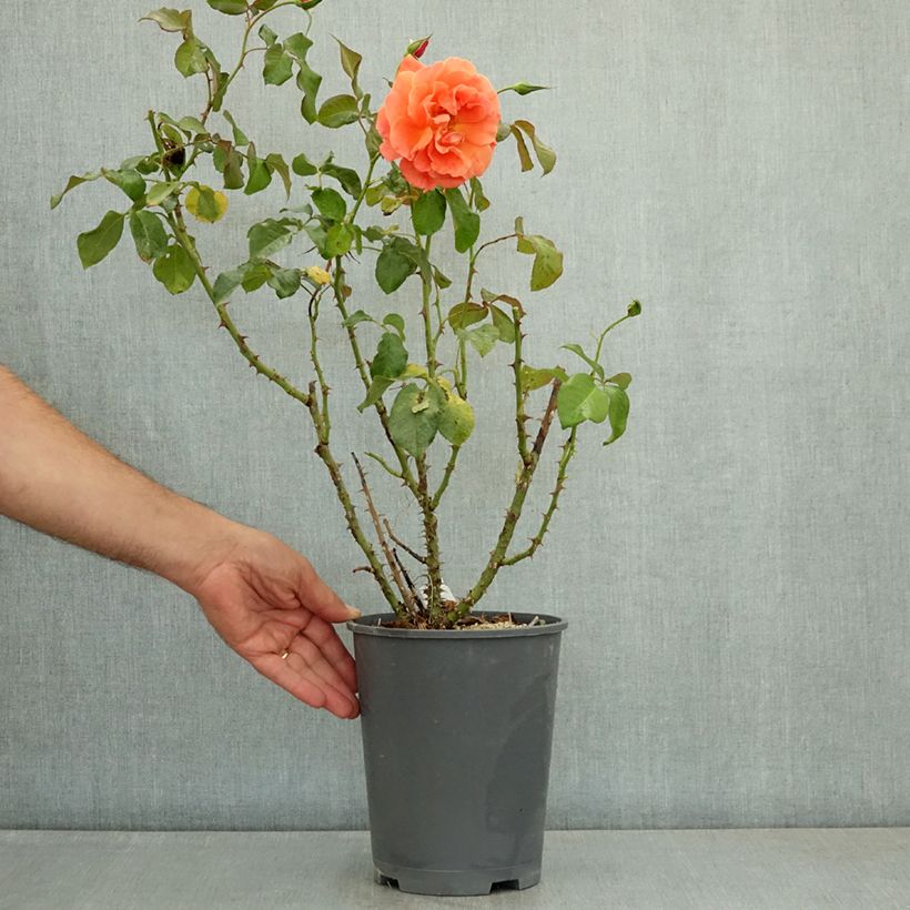 Rosa x floribunda 'François Mauriac' - Shrub Rose 4L/5L pot sample as delivered in summer