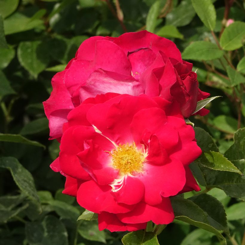 Rosa x floribunda 'Garance' - Shrub Rose (Flowering)