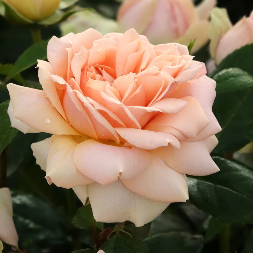Rosa Garden of Roses (Flowering)