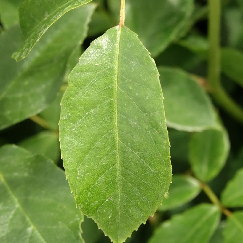 Rosa 'Fée des neiges' (Iceberg) - Shrub Rose (Foliage)