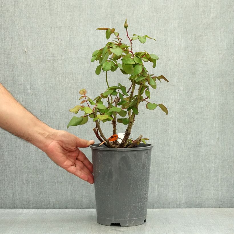 Rosa Jazz Festival - Modern Hybrid Tea Rose 4L/5L pot sample as delivered in summer