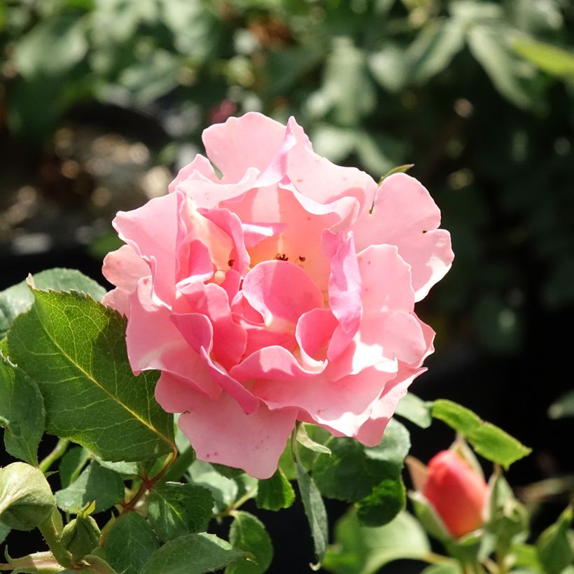 Rosa Jean Cocteau - Floribunda Rose (Flowering)