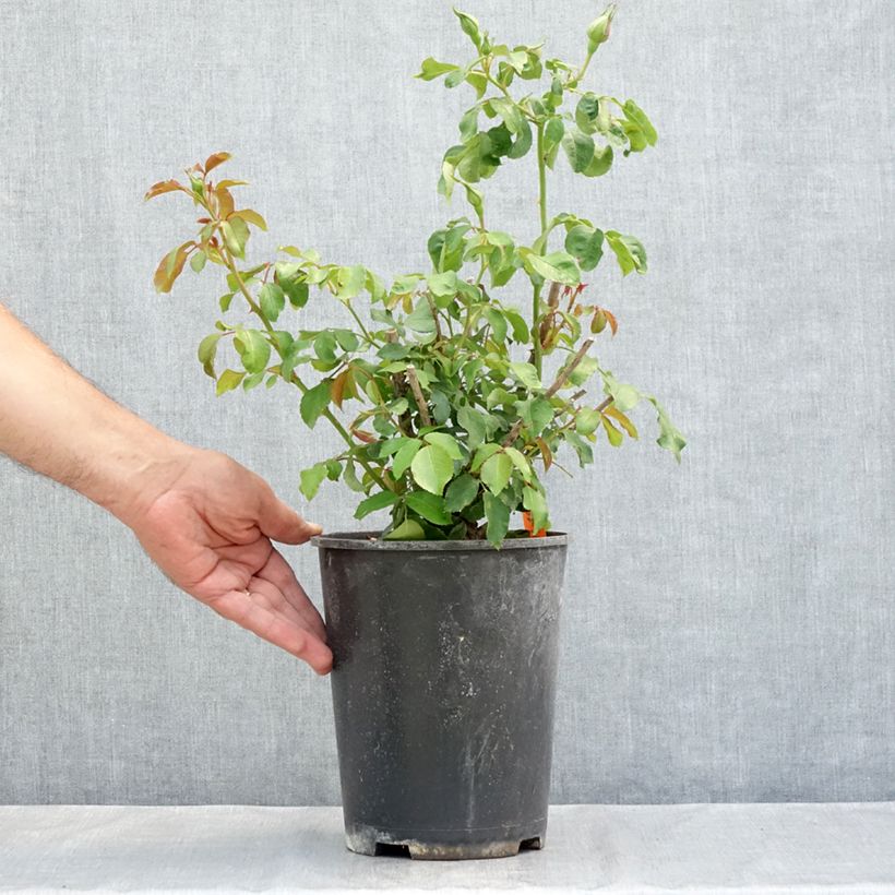 Rosier à fleurs groupées Jean Cocteau 4L/5L pot sample as delivered in summer