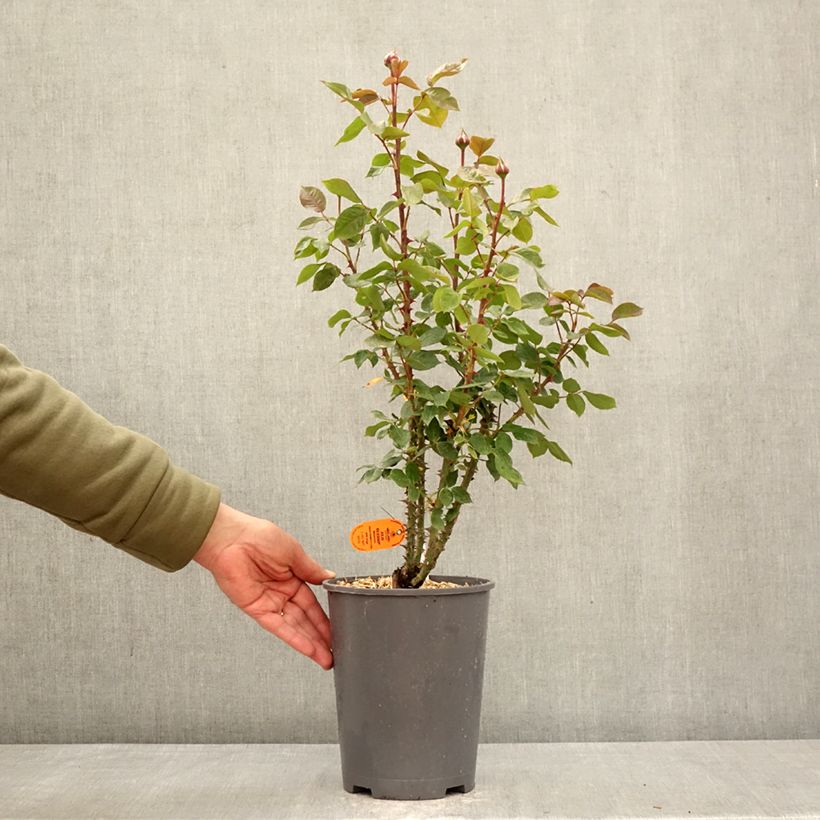 Rosa Julio Iglesias 4L/5L pot sample as delivered in spring