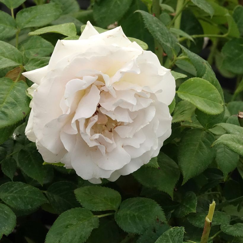 Rosa x floribunda La Sauvagine Terre et Passion - Floribunda Rose (Flowering)
