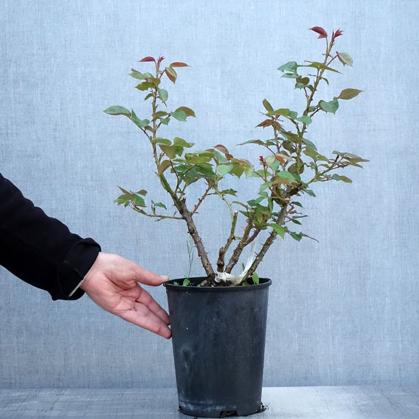 Rosa x floribunda La Sauvagine Terre et Passion - Floribunda Rose 4L/5L pot sample as delivered in spring