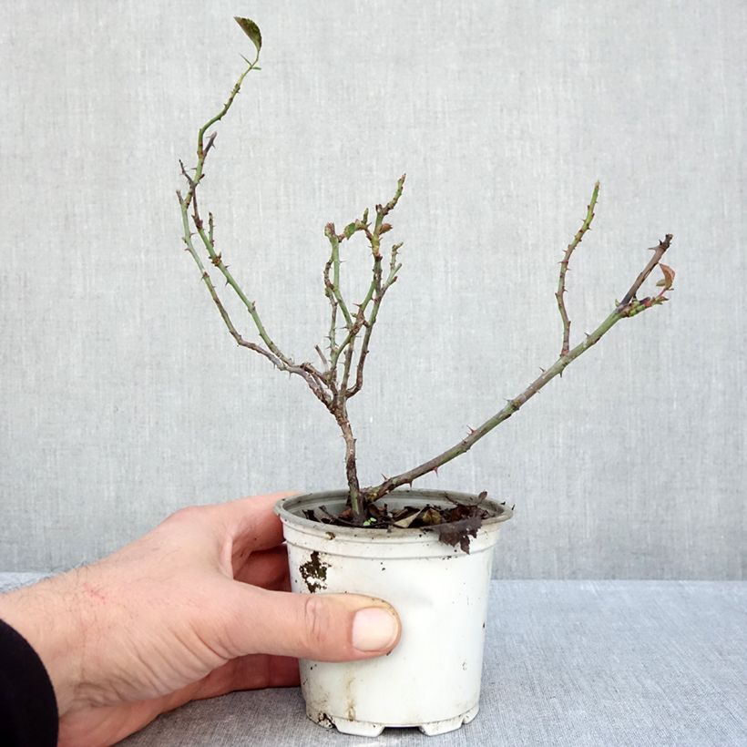 Rosa x polyantha La Sevillana - Polyantha Rose 10cm/11cm pot sample as delivered in autumn