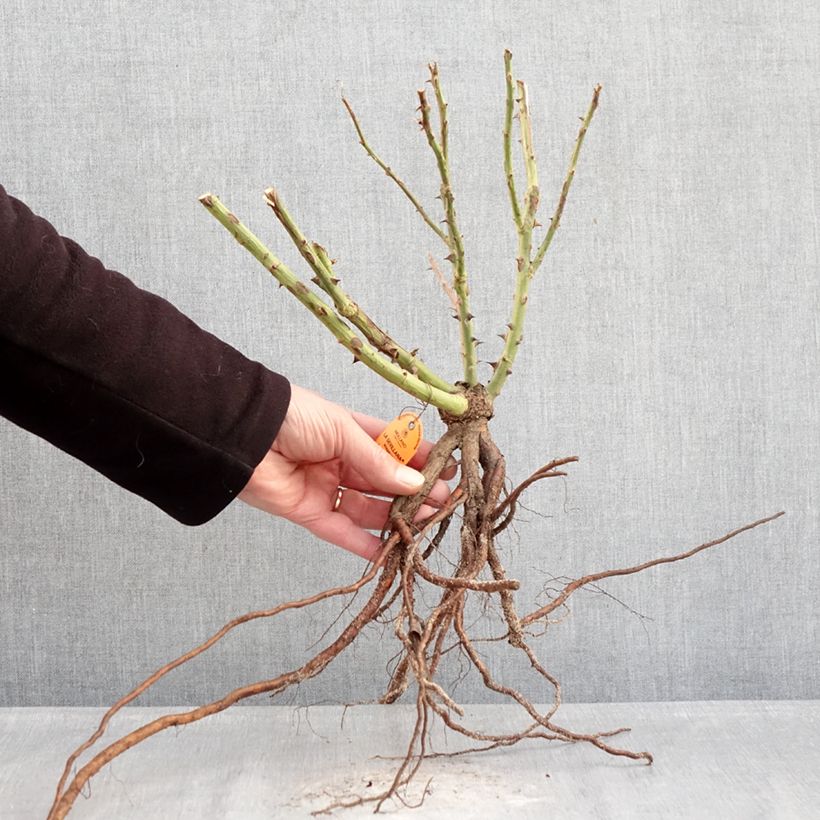 Rosa x polyantha La Sevillana - Polyantha Rose Bare root sample as delivered in winter