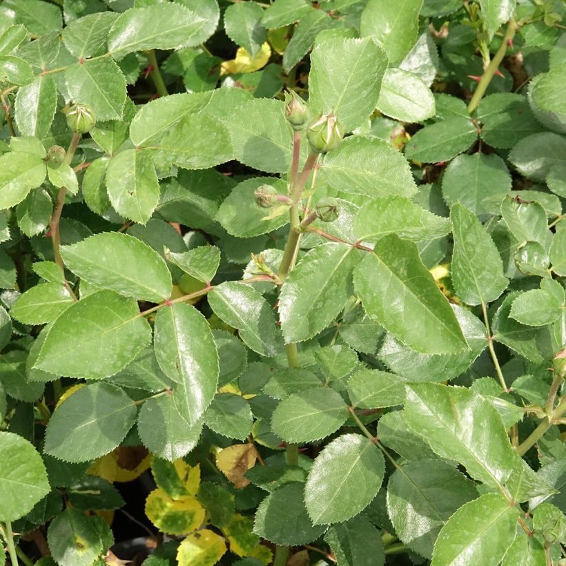 Rosa floribunda Manou Meilland - Floribunda Rose (Foliage)