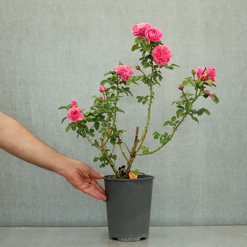Rosa floribunda Manou Meilland - Floribunda Rose 4L/5L pot sample as delivered in summer