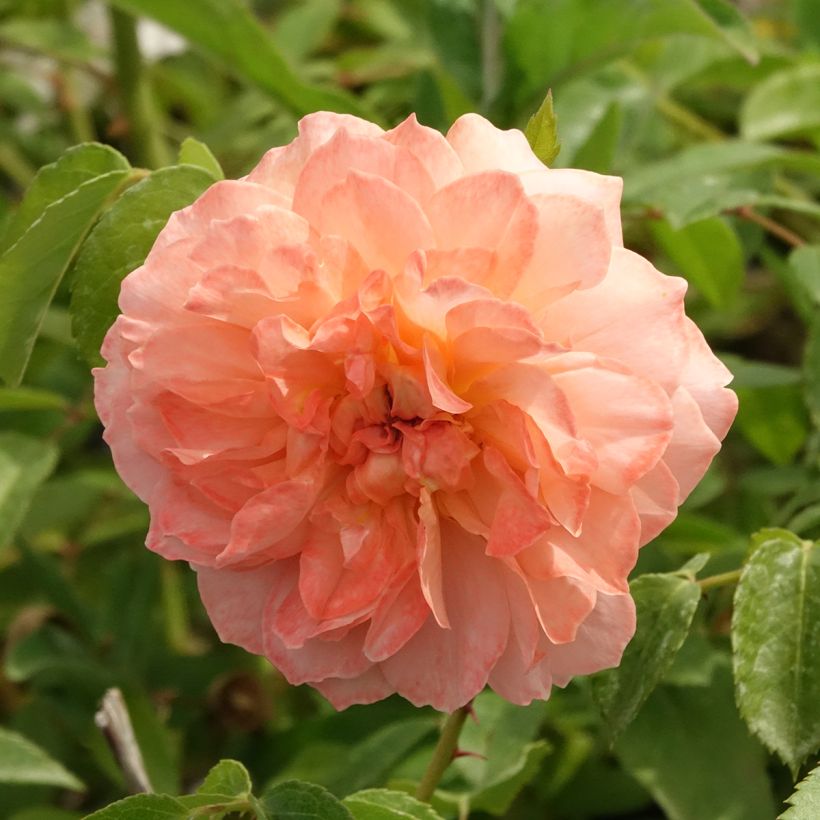 Rosa x floribunda 'Marc's Jubilee' - Shrub Rose (Flowering)