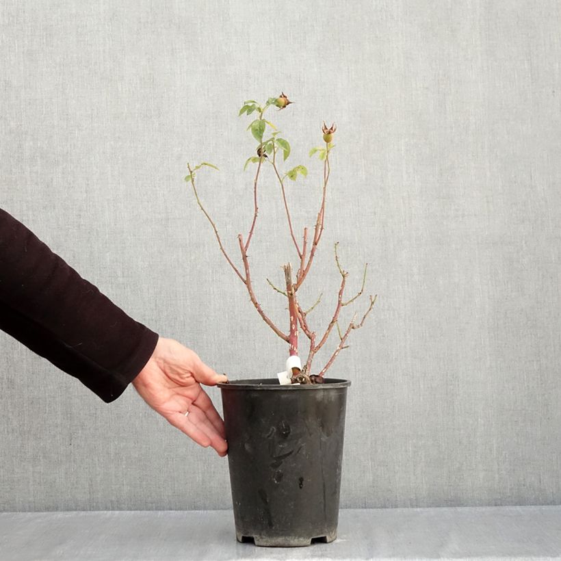 Rosa x floribunda 'Marc's Jubilee' - Shrub Rose 4L/5L pot sample as delivered in autumn