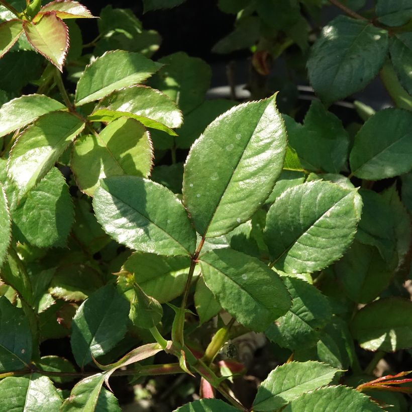 Rosa x floribunda Mascaret (Foliage)