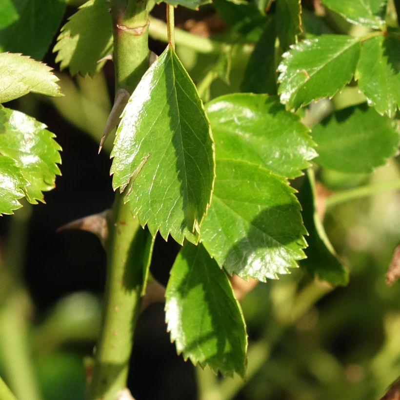 Rosa floribunda Mel Bee® - Floribunda Rose (Foliage)