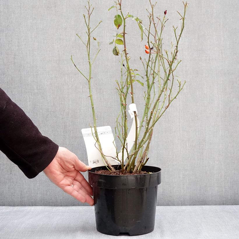 Rosa Mel Bee® - Cluster-flowering rose 3L/4L pot sample as delivered in winter