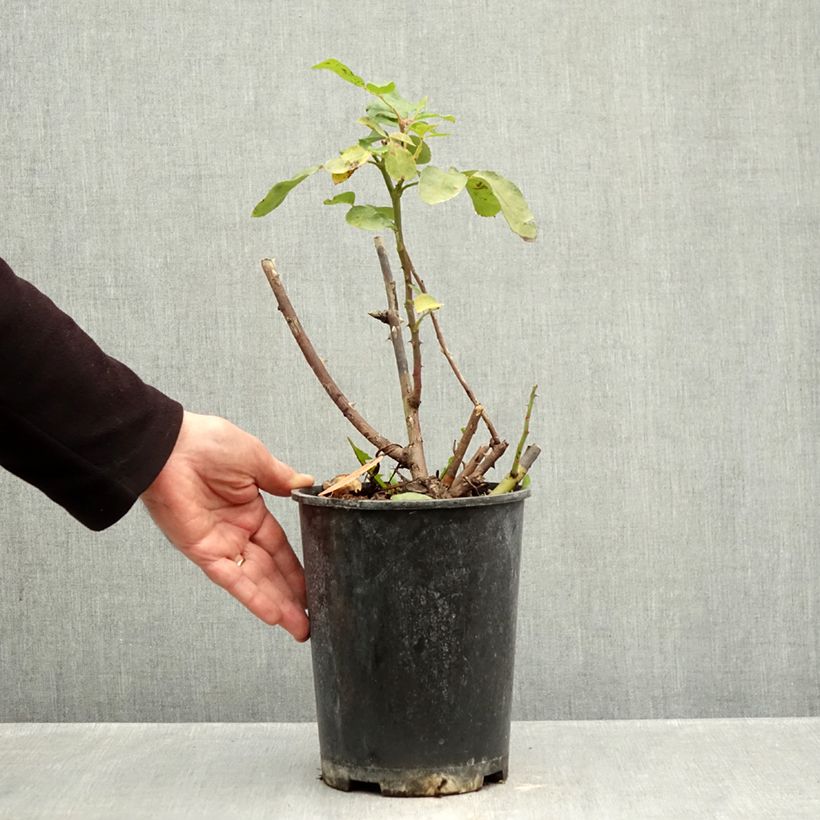 Rosa floribunda Niccolo Paganini - Floribunda Rose 4L/5L pot sample as delivered in autumn