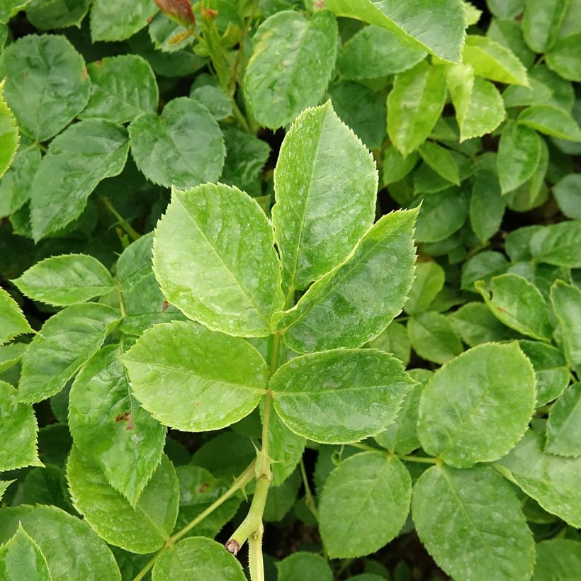 Rosa x floribunda Off-Load 'Mattmaf' (Foliage)