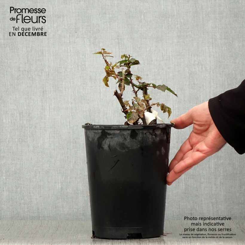 Rosa x floribunda Off-Load 'Mattmaf' 4L/5L pot sample as delivered in autumn