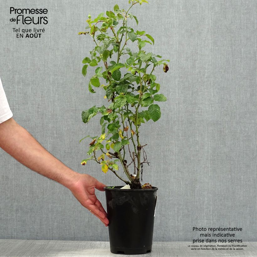 Rosa x floribunda Off-Load 'Mattmaf' 4L/5L pot sample as delivered in summer