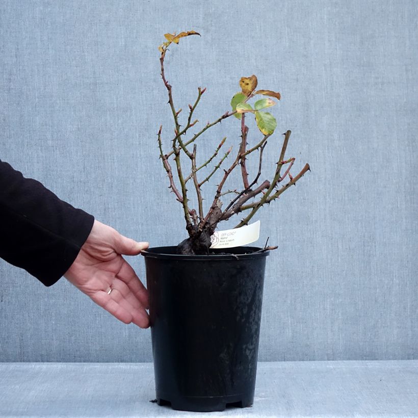 Rosa x floribunda Off-Load 'Mattmaf' 4L/5L pot sample as delivered in winter