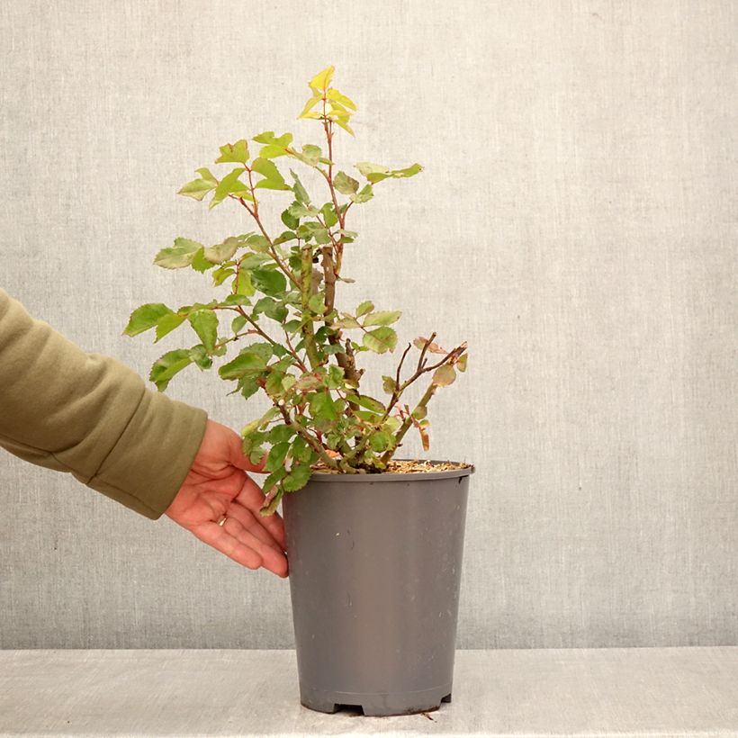 Rosa floribunda Origami - Floribunda Rose 4L/5L pot sample as delivered in spring