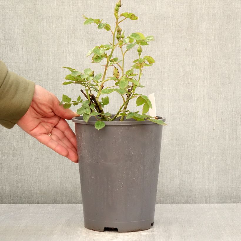 Rosa  Pacific Dream - Floribunda Rose 4L/5L pot sample as delivered in spring