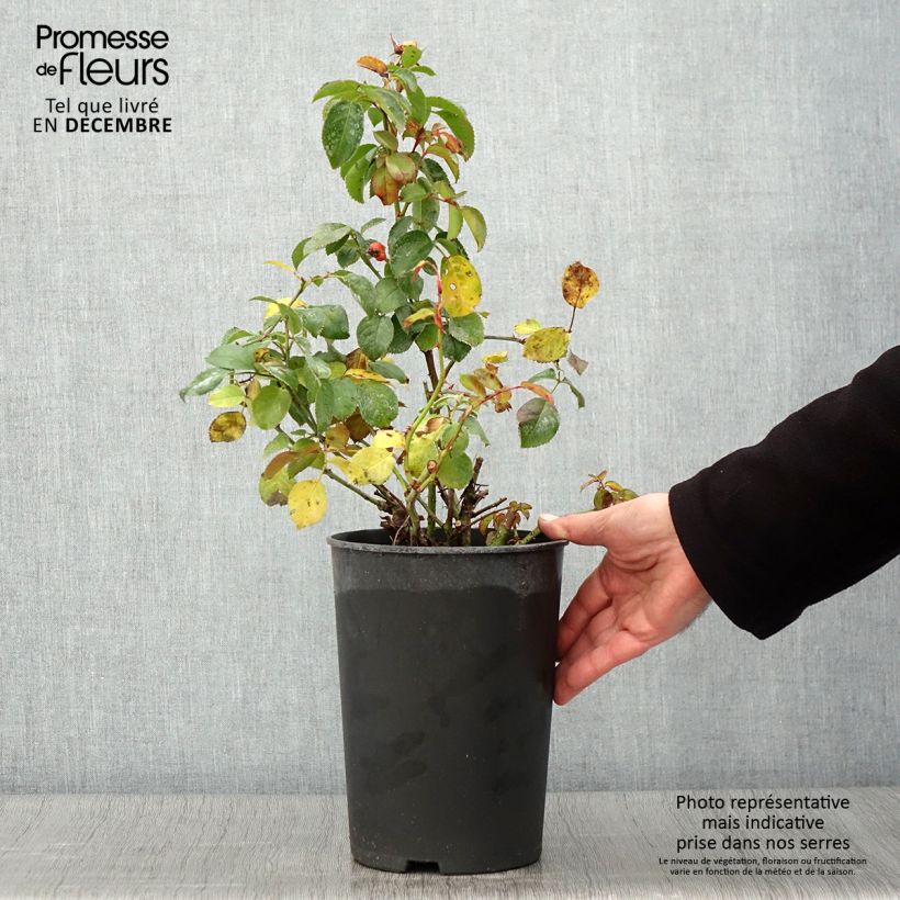 Rosa x persica - 'Peace and Love' - Floribunda Rose 4L/5L pot sample as delivered in autumn