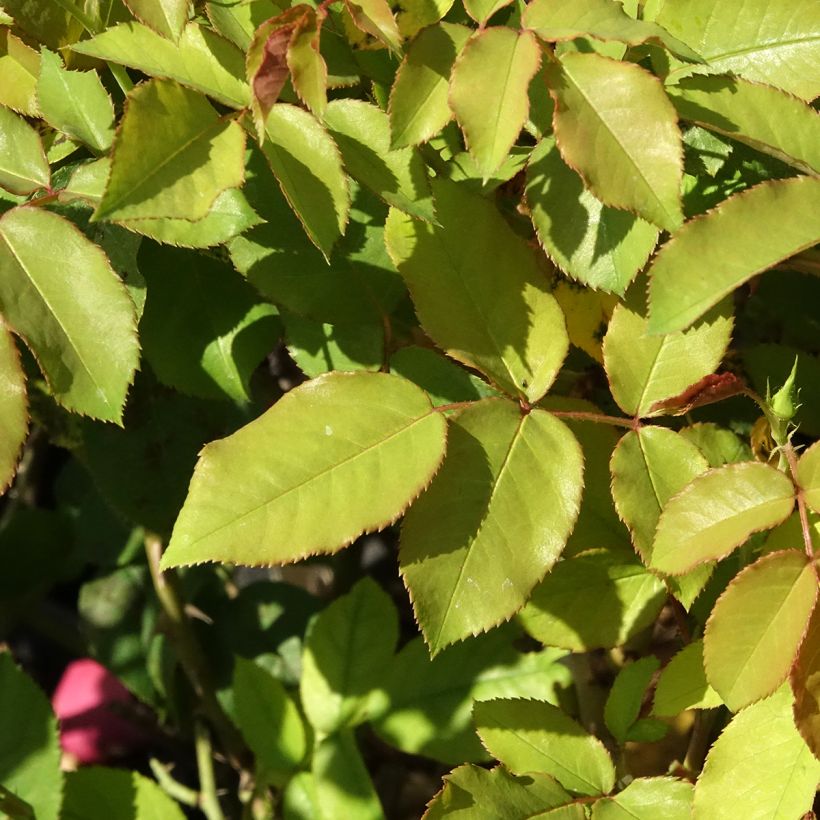 Rosa x floribunda Pick'n Go - Floribunda Rose (Foliage)