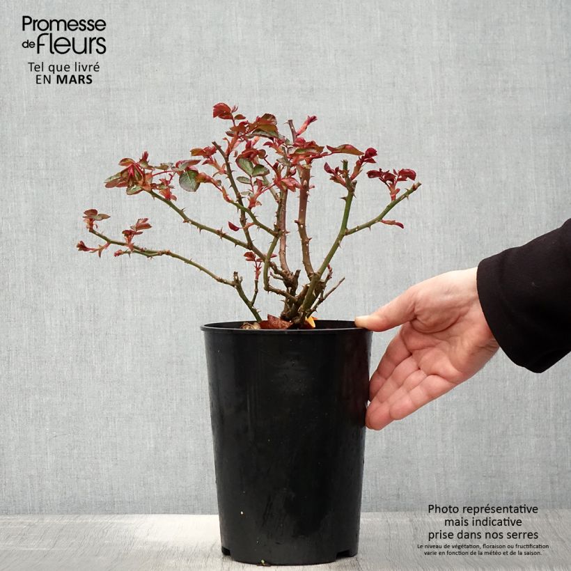 Rosa x floribunda Red Leonardo da Vinci Meiangele 4L/5L pot sample as delivered in spring