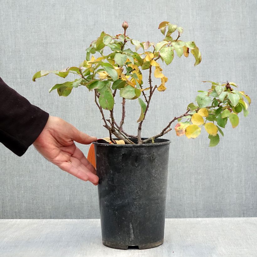 Rosa x floribunda Red Leonardo da Vinci Meiangele 4L/5L pot sample as delivered in autumn