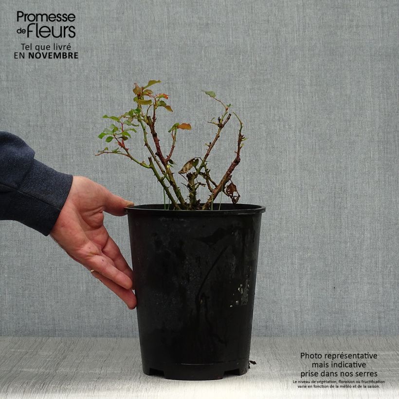 Rosa x floribunda 'Remembrance' - Floribunda Rose 2L/3L pot sample as delivered in autumn