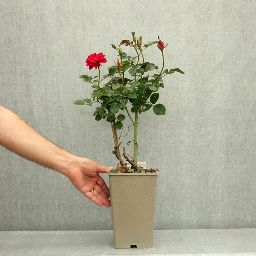 Rosa x floribunda Summer Sangria® 'Meizilena' 4L/5L pot sample as delivered in summer