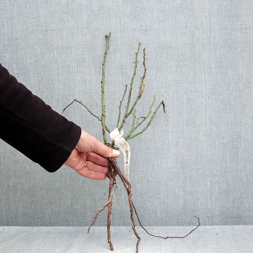 Rosa x floribunda Summer Sangria® 'Meizilena' Bare root sample as delivered in winter