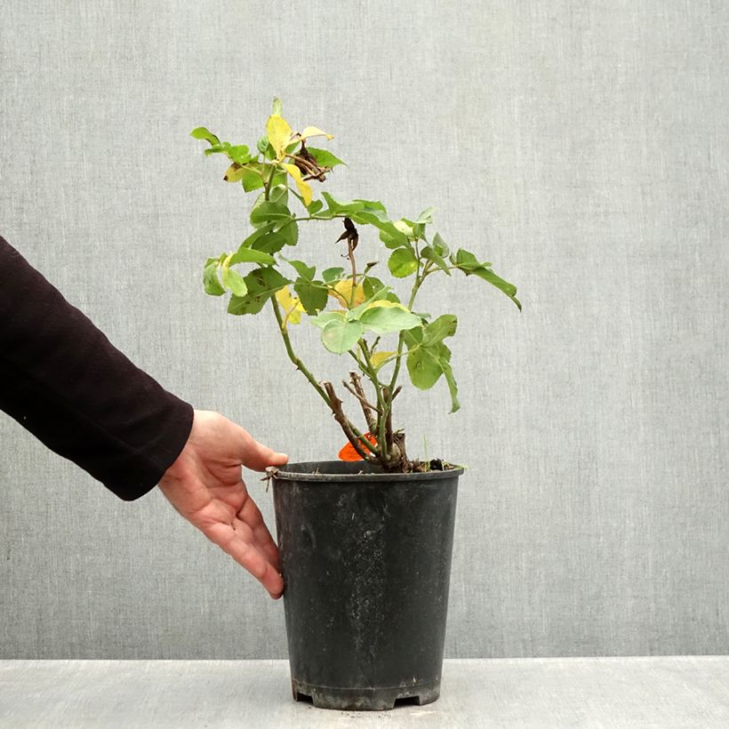 Rosa floribunda Rustica III - Floribunda Rose 4L/5L pot sample as delivered in autumn