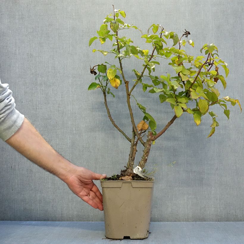 Rosa Societe Nationale d'Horticulture de France 'Delflouge' - Bush Rose 3L/4L pot sample as delivered in autumn
