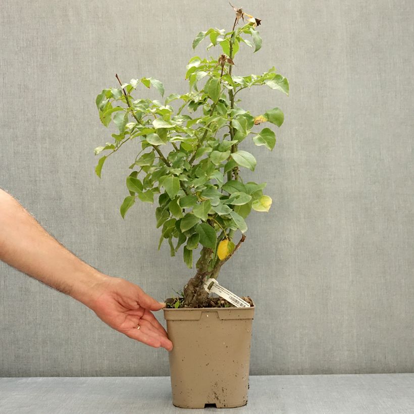 Rosa Societe Nationale d'Horticulture de France 'Delflouge' - Bush Rose 3L/4L pot sample as delivered in summer