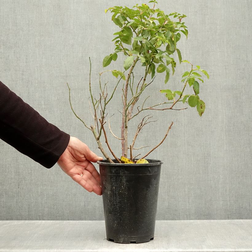 Rosa Sophia Romantica - Floribunda Rose 4L/5L pot sample as delivered in autumn